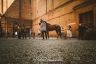 Palio 16 agosto 2018: la fotogallery del Giro della Vittoria della Lupa